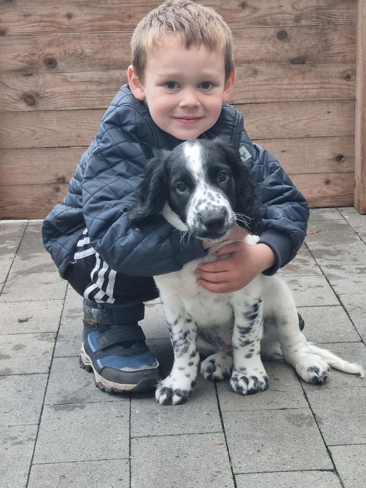 Engelsk Springer Spaniel, hvalpe,