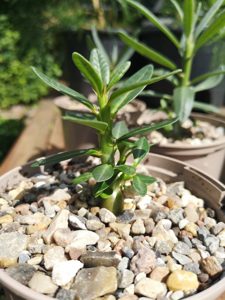 Sukkulent Pachypodium