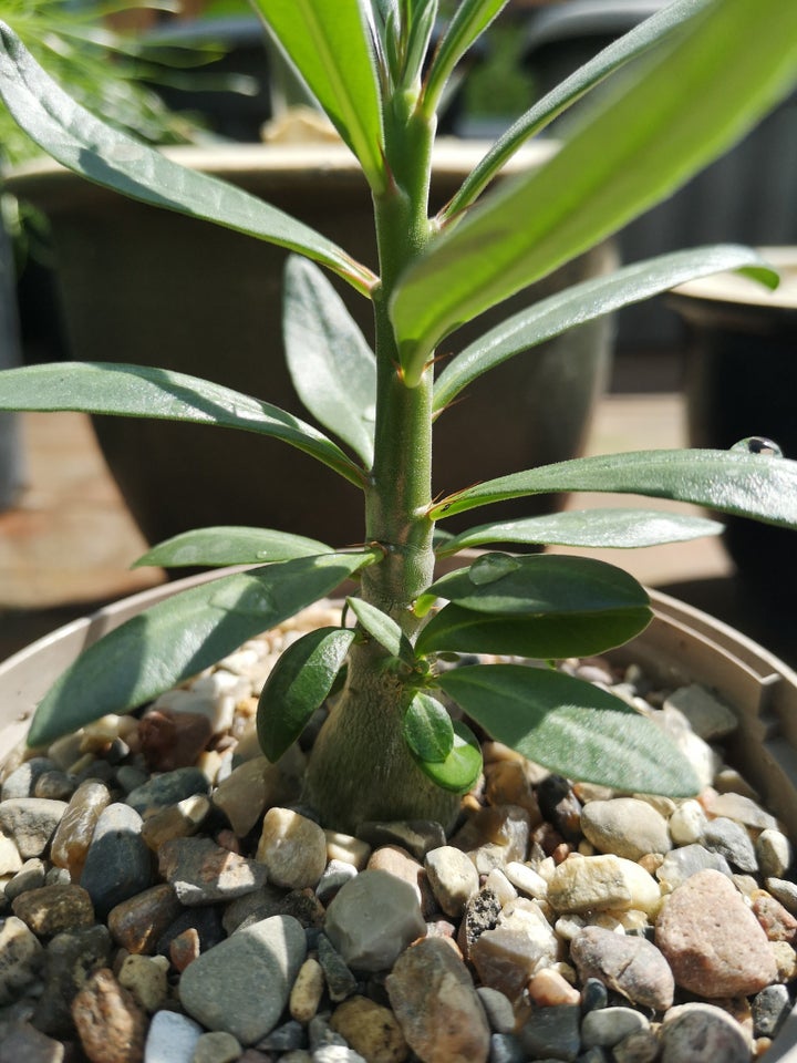 Sukkulent Pachypodium