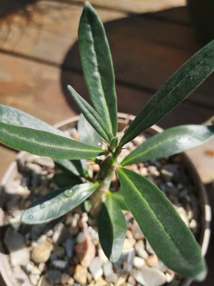 Sukkulent Pachypodium