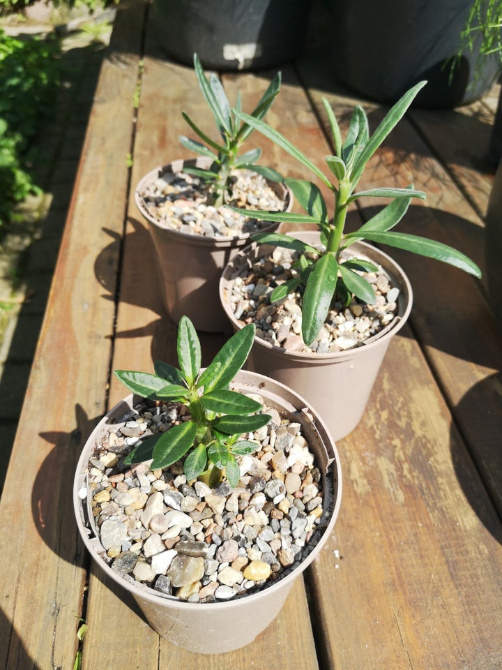 Sukkulent Pachypodium