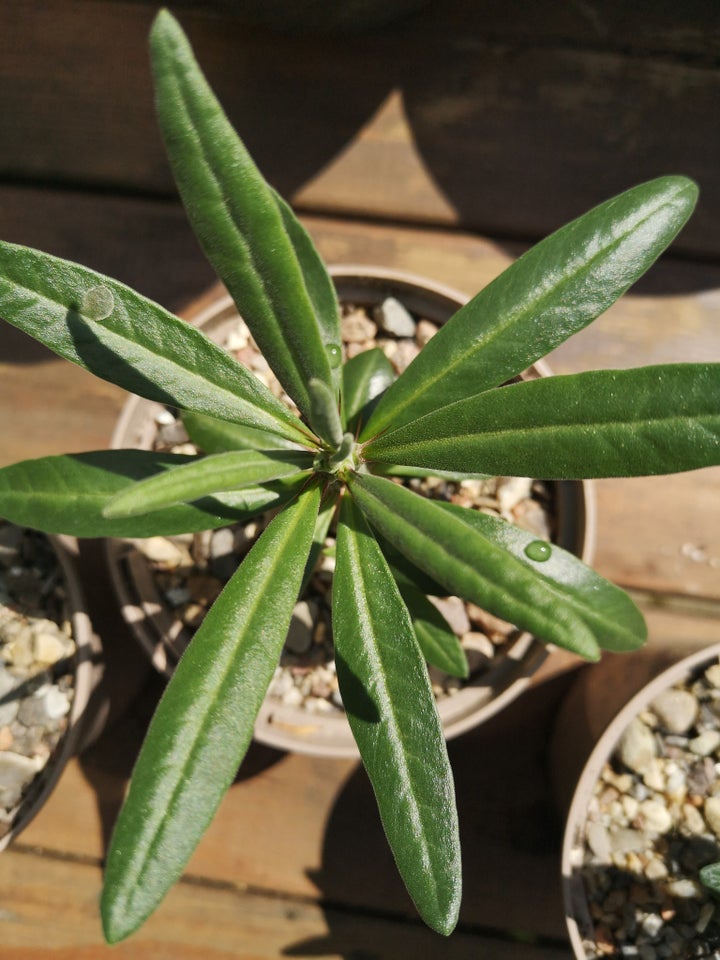 Sukkulent Pachypodium