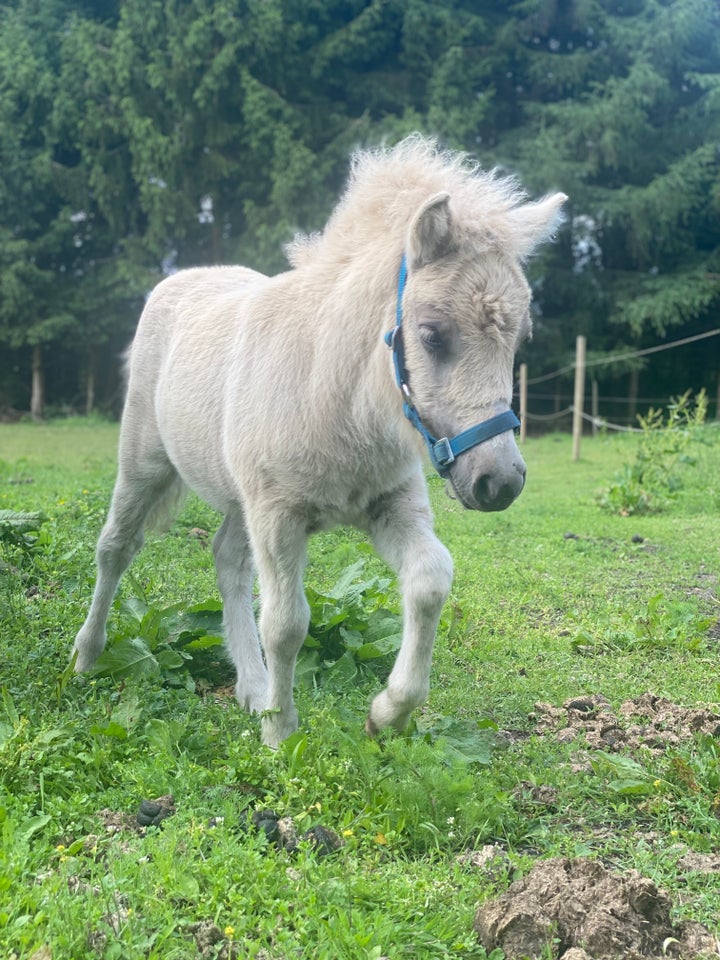 Shetlandspony hingst 0 år