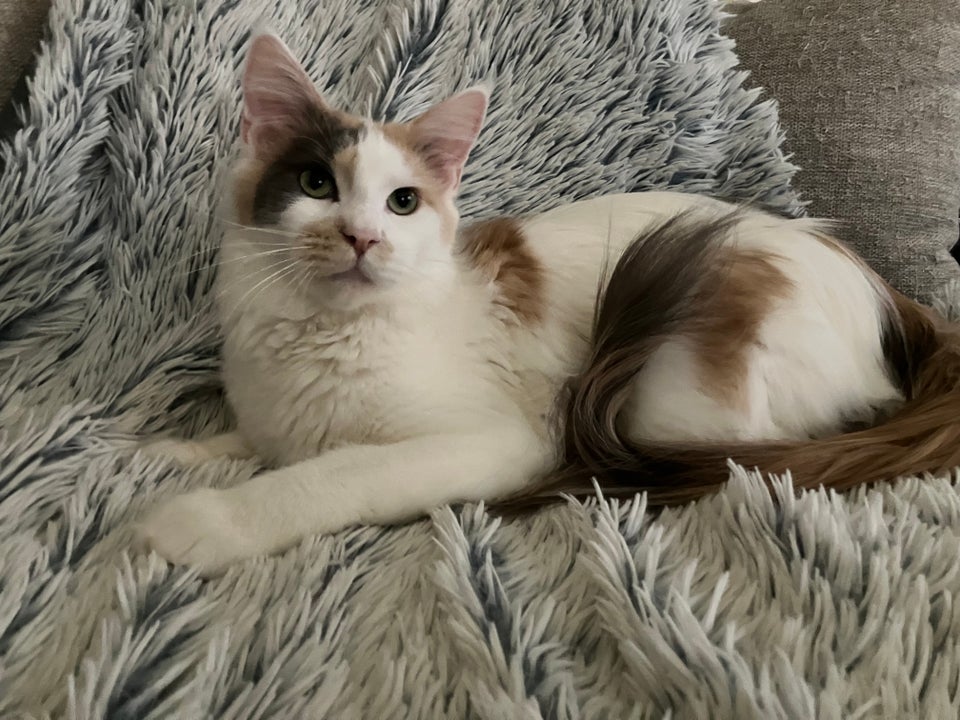 Maine Coon hunkat 6 mdr