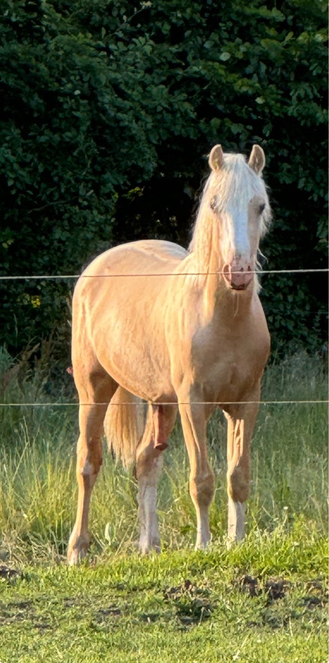 Welsh Cob hingst 1 år