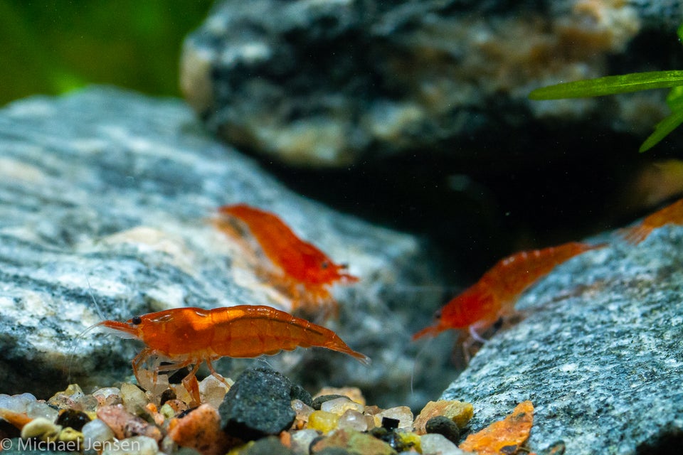 Amber Red Cherry Shrimp