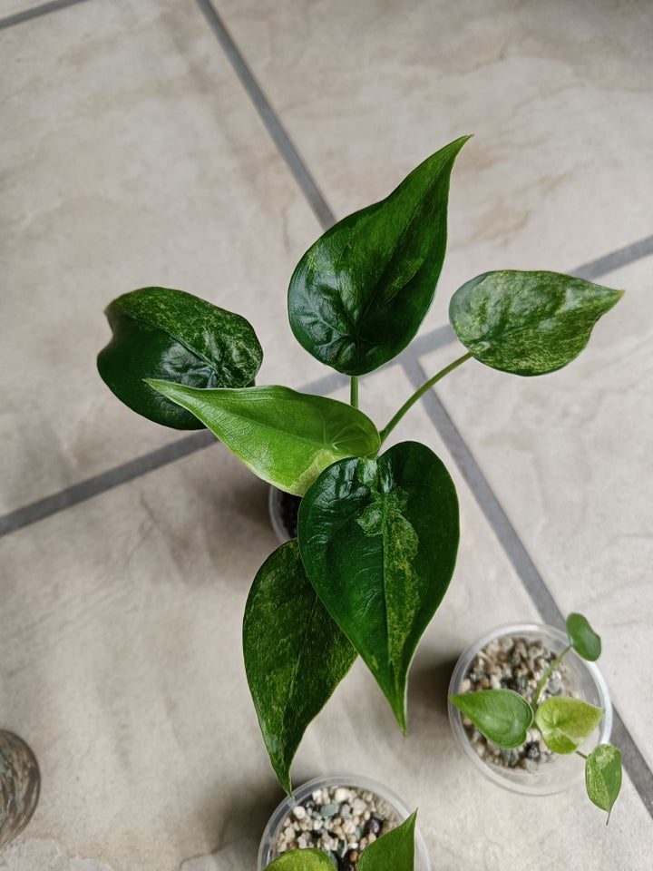 Alocasia, Cucullata variegata