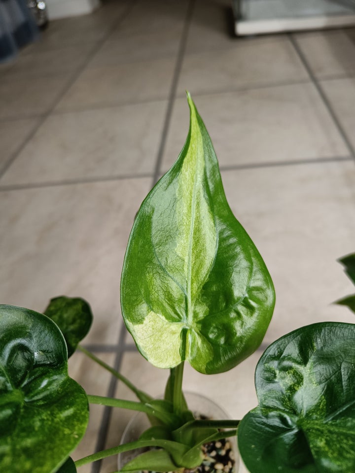 Alocasia, Cucullata variegata