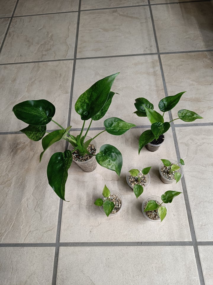 Alocasia, Cucullata variegata