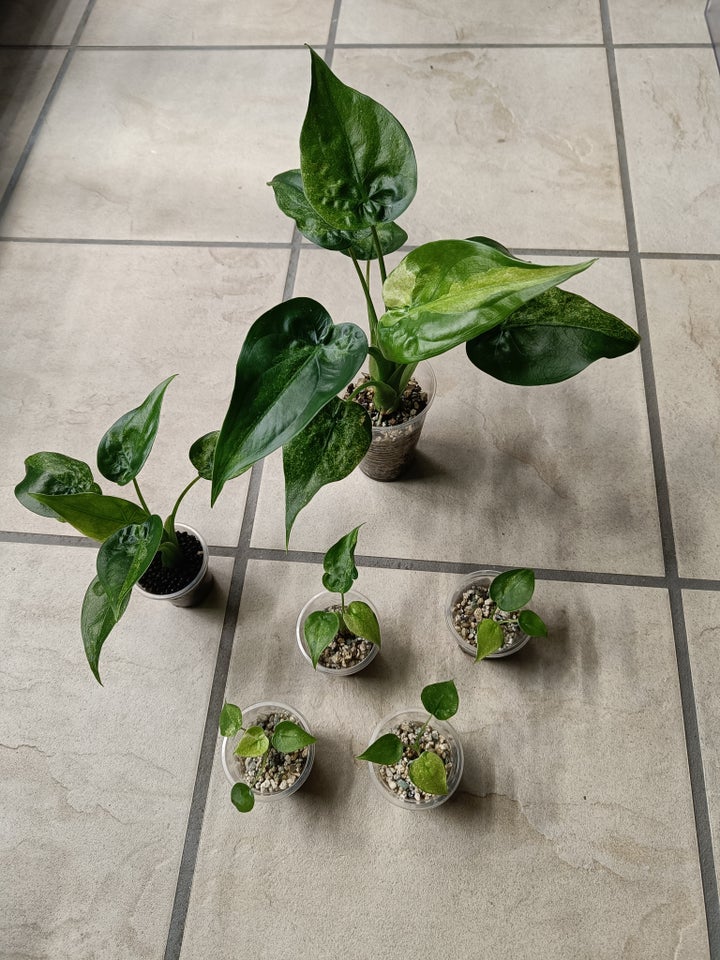 Alocasia, Cucullata variegata