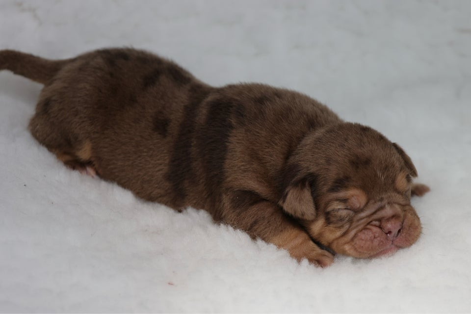 Old english bulldog flere hvalpe