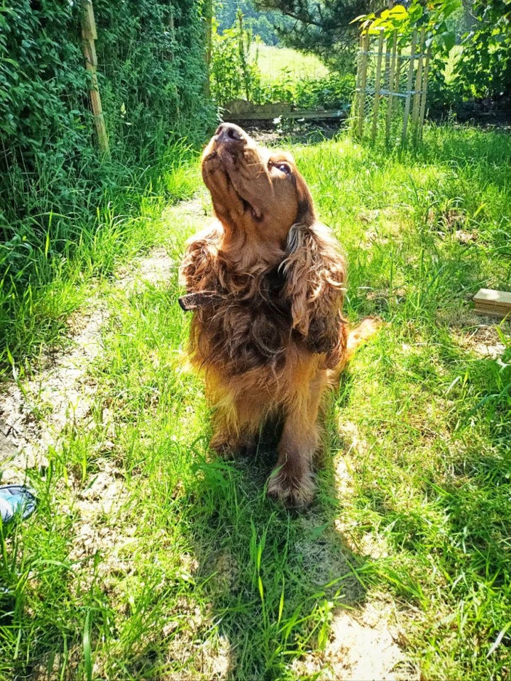 Engelsk Cocker spaniel  hund 2 år