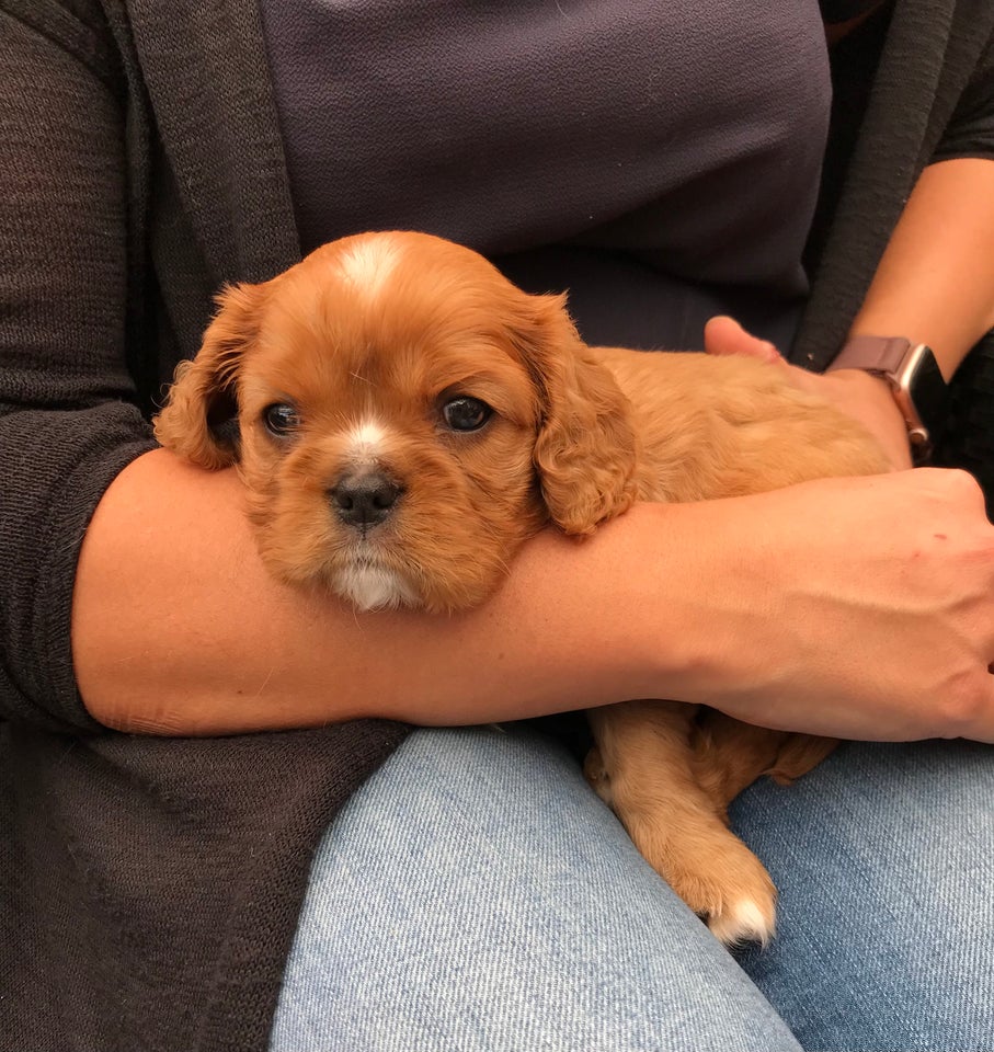 Cavalier King Charles hvalpe