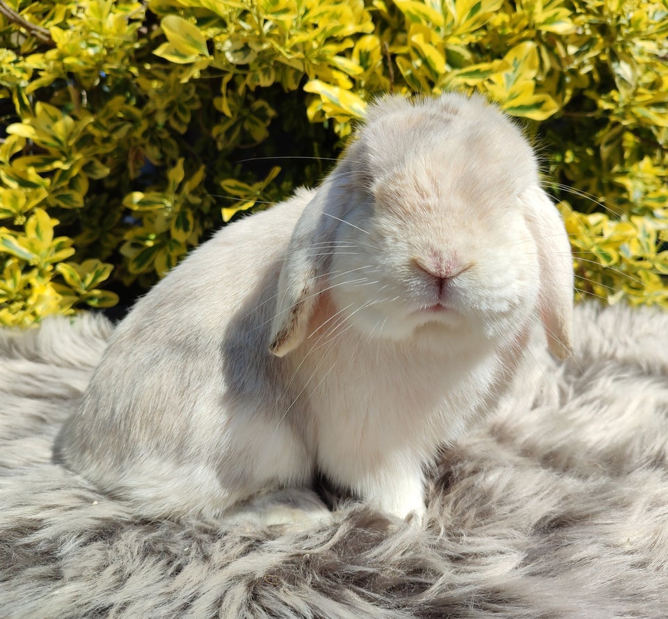 Kanin Minilop mini lop 1 år