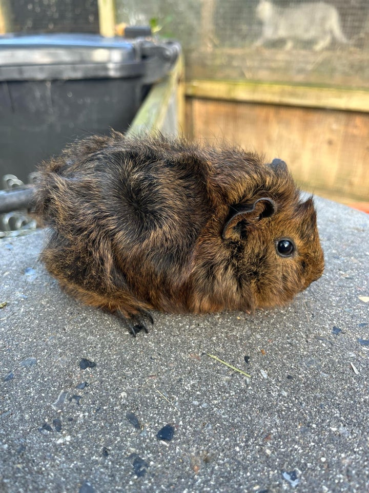 Marsvin, Kæledyr hvirvel, 0 år