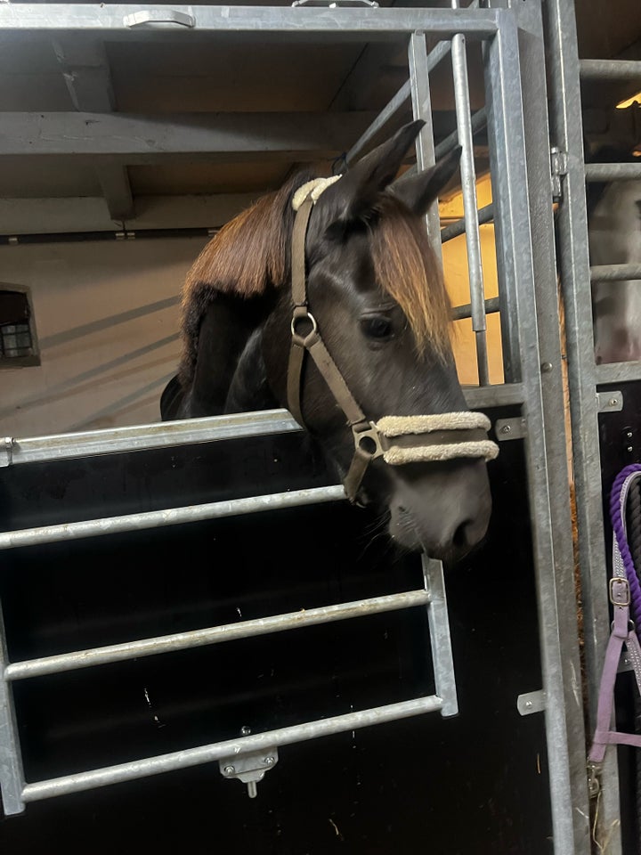 Blanding, hoppe, 1 år