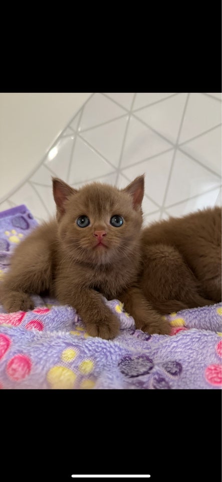 Hunkilling, British Shorthair