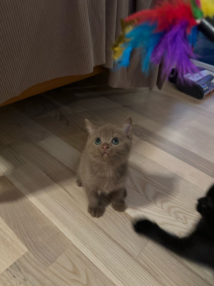 Hunkilling, British Shorthair