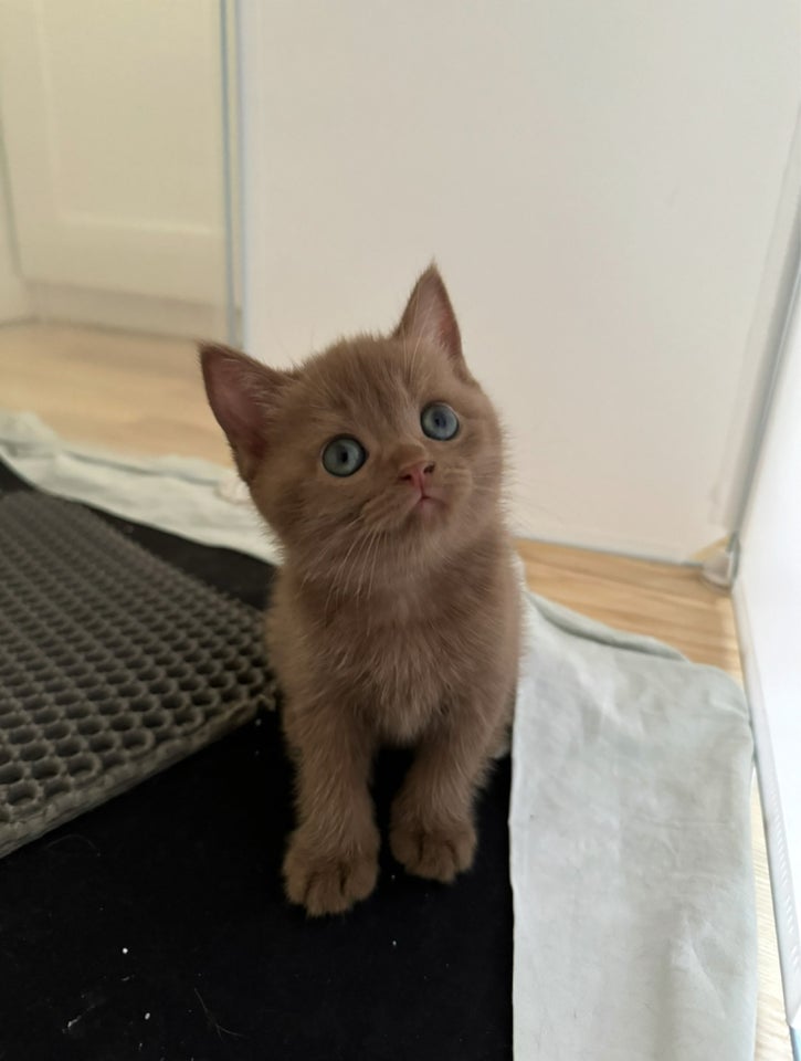 Hunkilling, British Shorthair