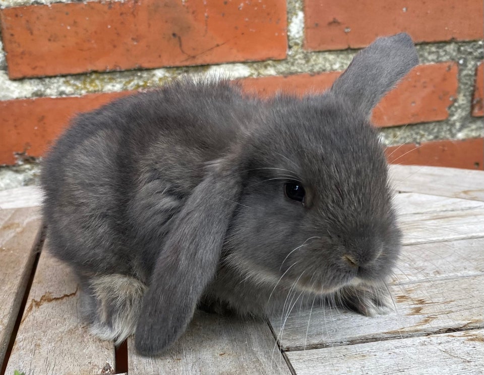 Kanin FRANSK VÆDDER HAN VILDTBLÅ