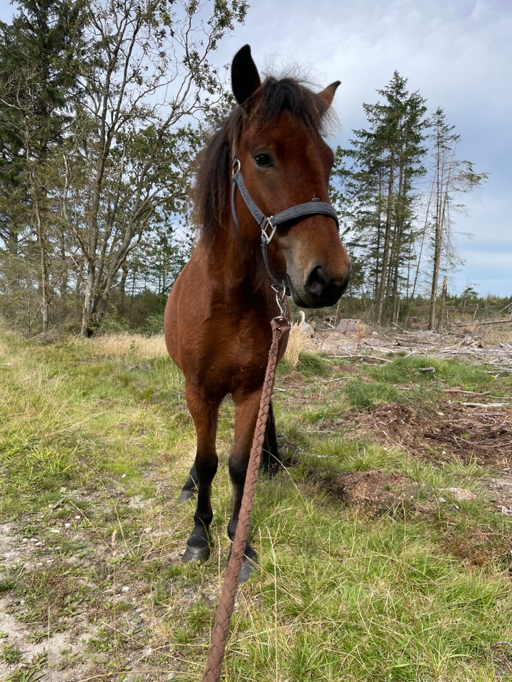 Islænder, vallak, 3 år