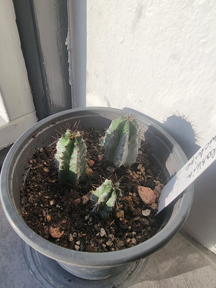 cactus