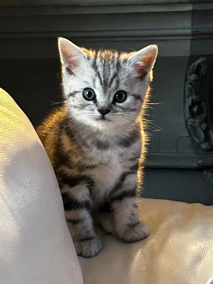 British Shorthair, flere