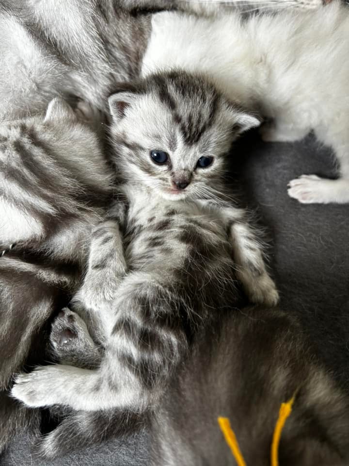 British Shorthair, flere