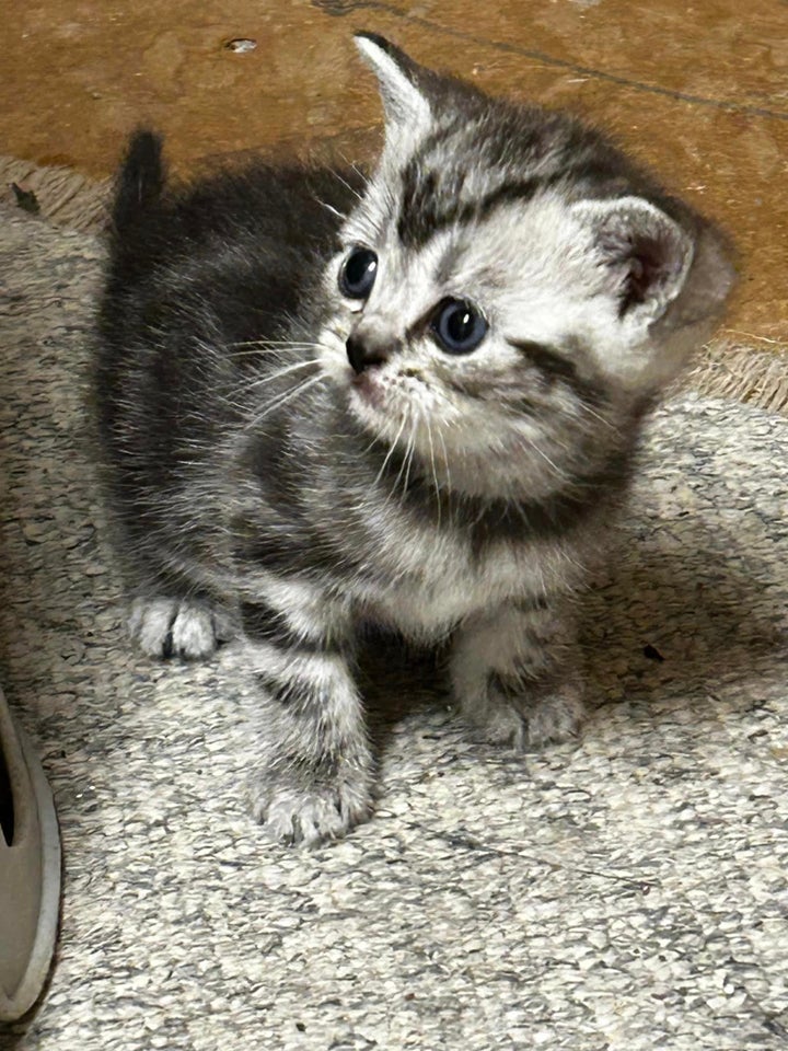 British Shorthair, flere