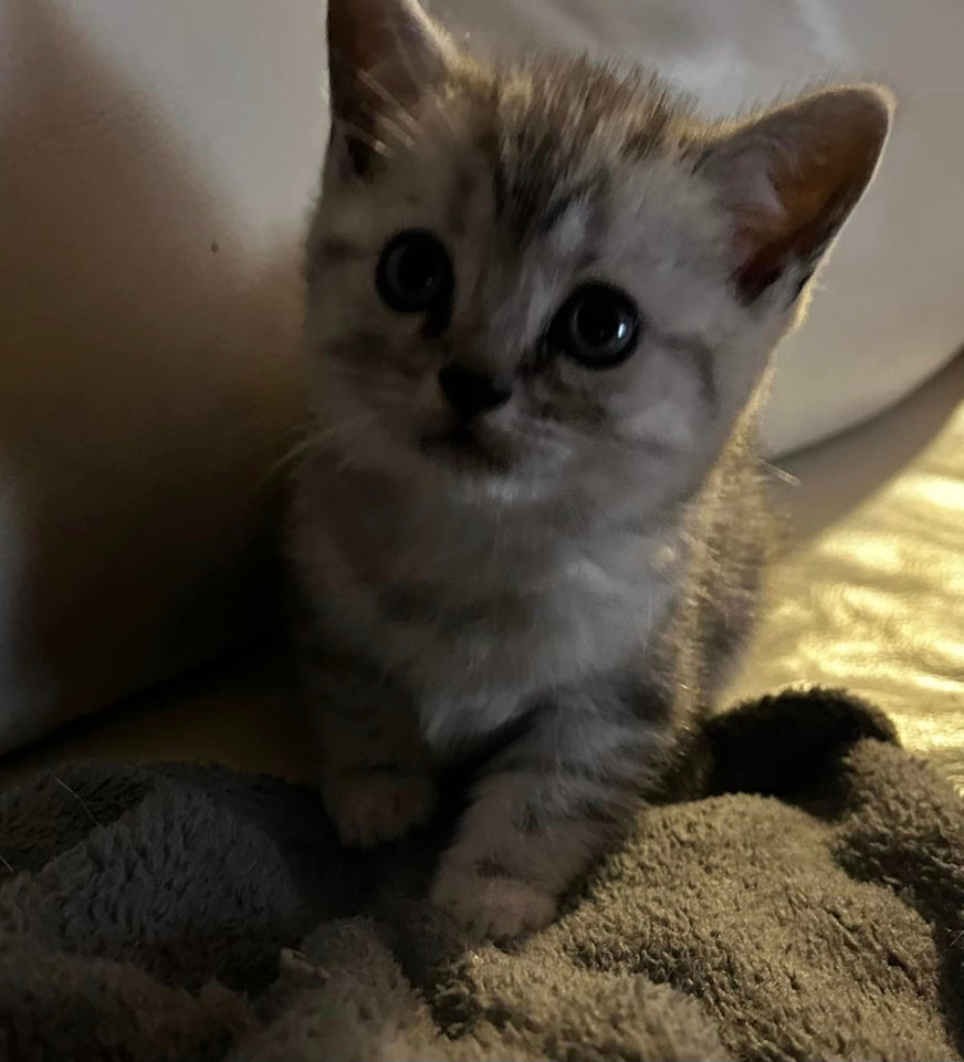 British Shorthair, flere