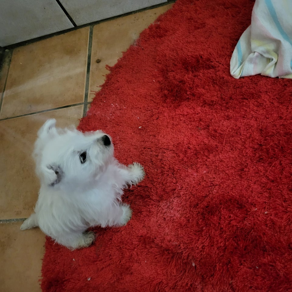 West highland white terrier