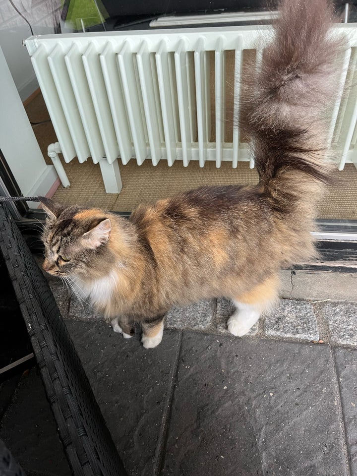 Maine Coon hunkat 6 år