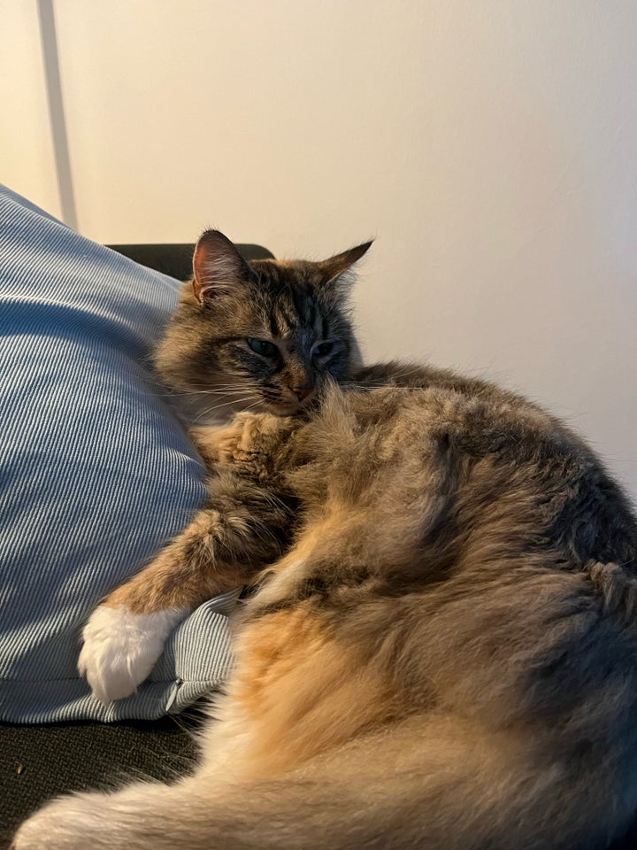 Maine Coon hunkat 6 år