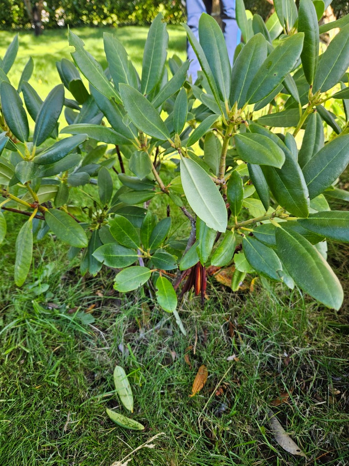 Rododendron