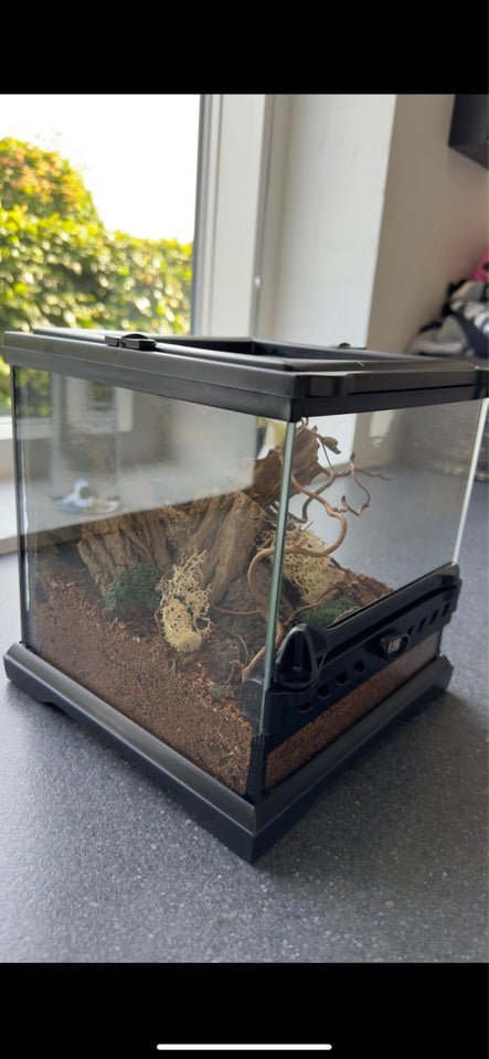 Terrarium b: 20 d: 20 h: 20