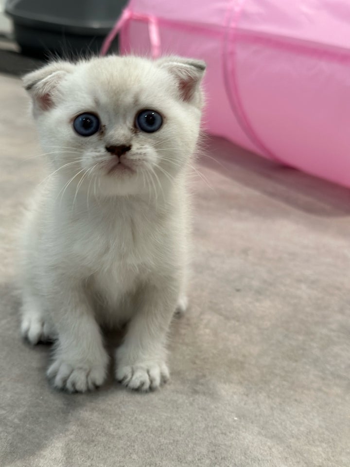 Hankilling Scottish fold 12 uger