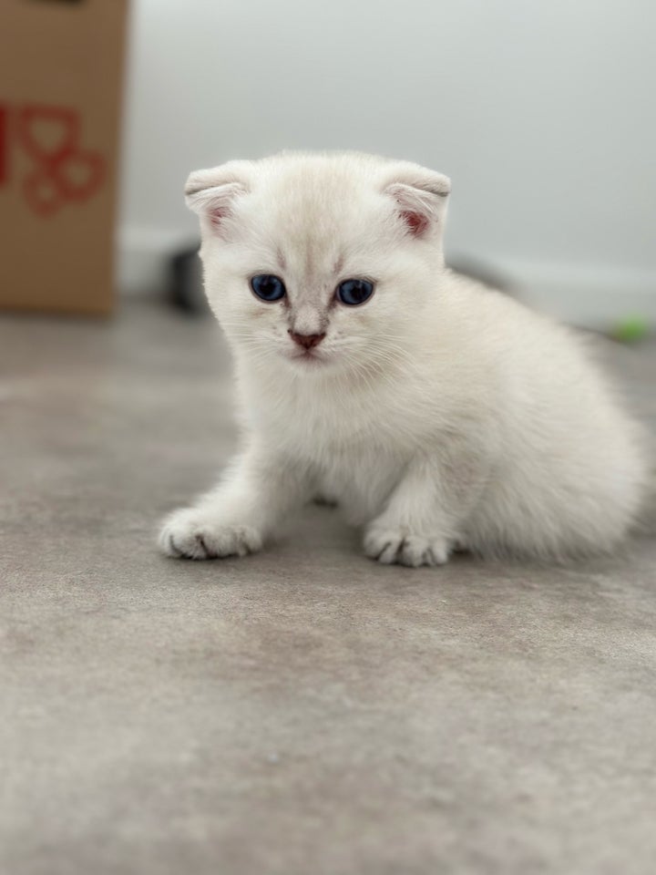 Hankilling Scottish fold 12 uger