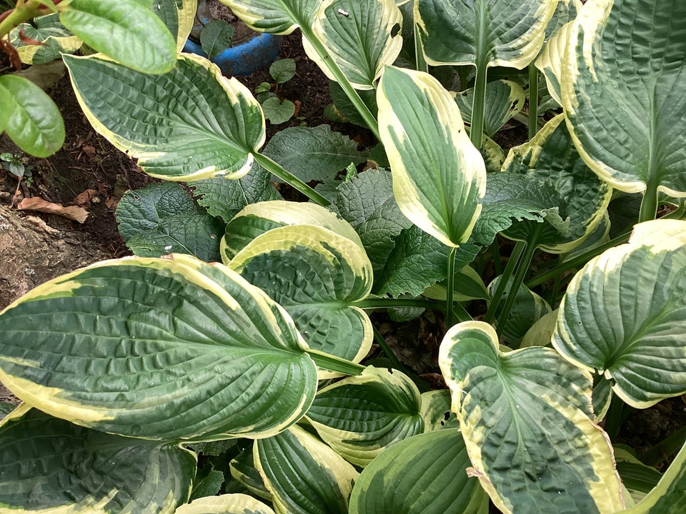 Stauder Hosta Funkis