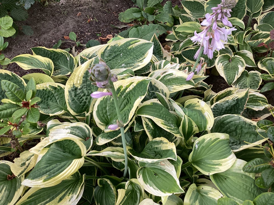 Stauder Hosta Funkis