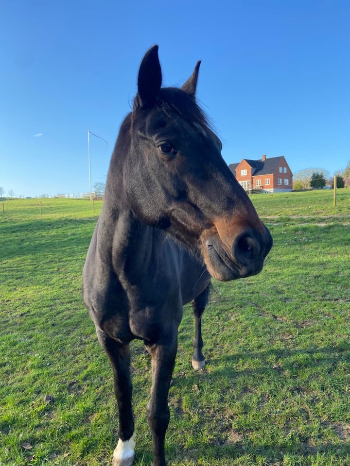 Traver, vallak, 17 år