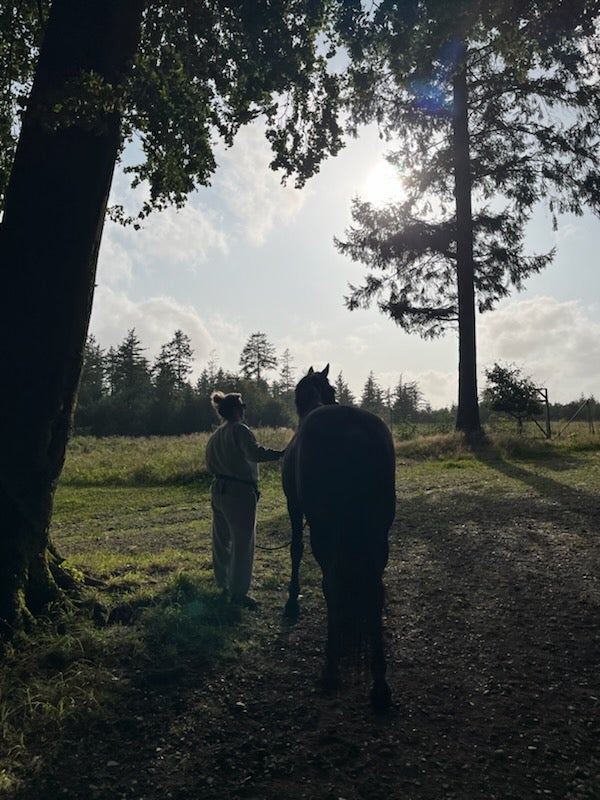 Traver, vallak, 17 år