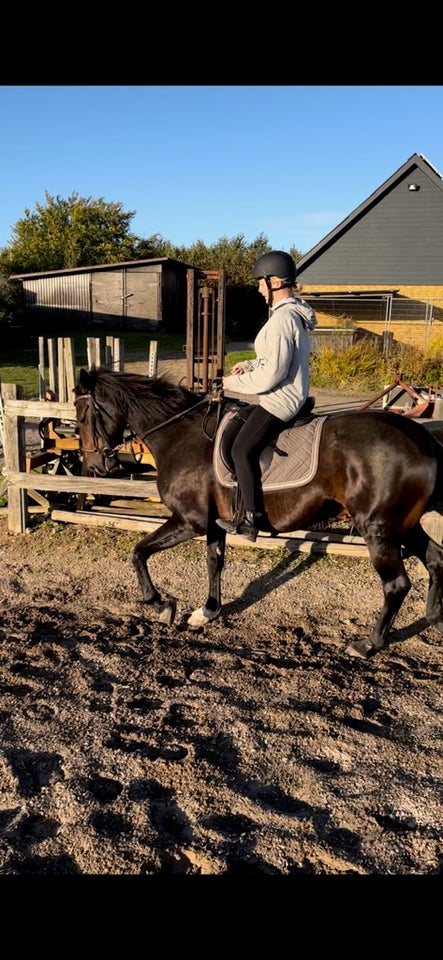 Traver, vallak, 17 år