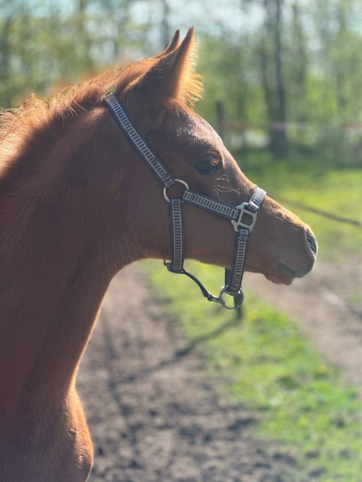 Arabisk fuldblod ox hingst 0 år