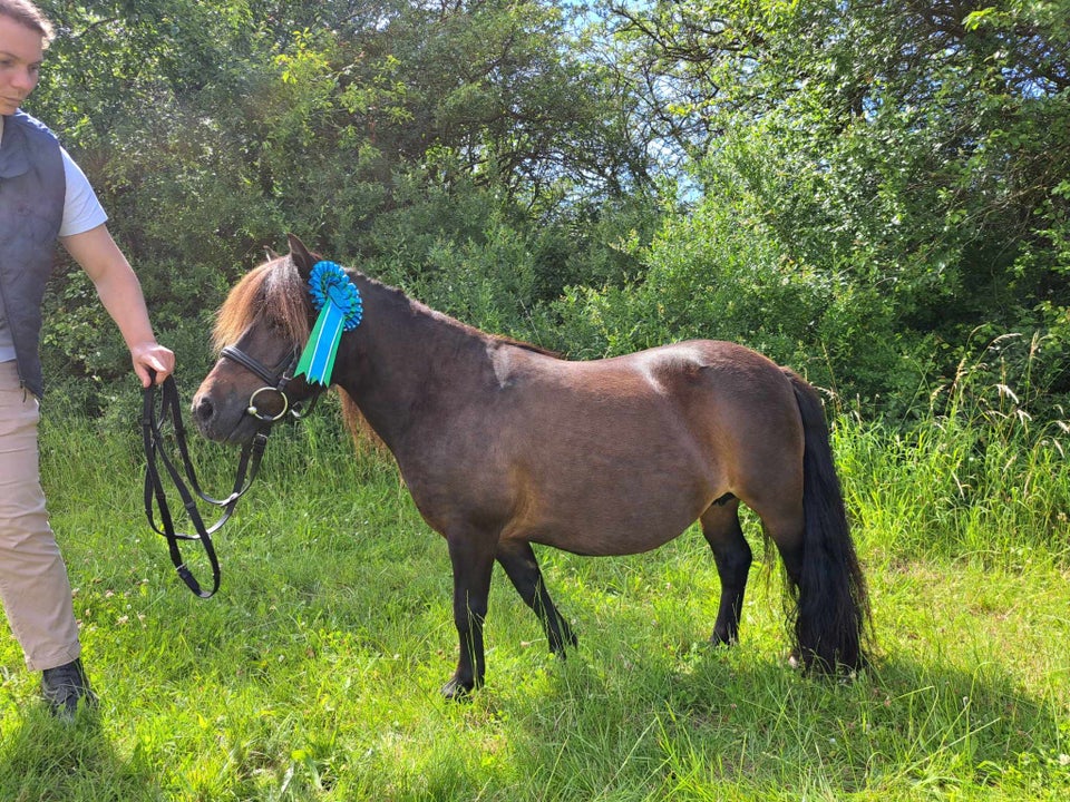 Shetlandspony hoppe 13 år