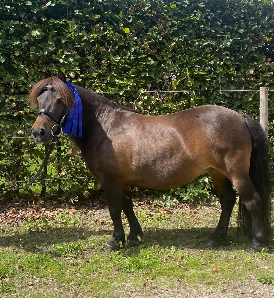 Shetlandspony hoppe 13 år