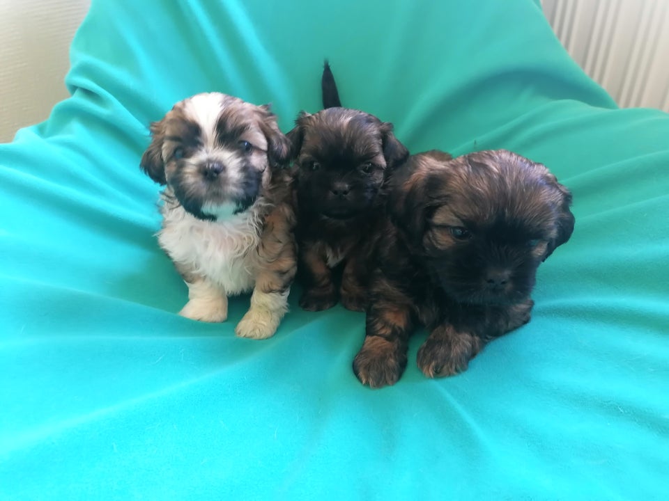 Malteser / Shih Tzu hvalpe 4 uger