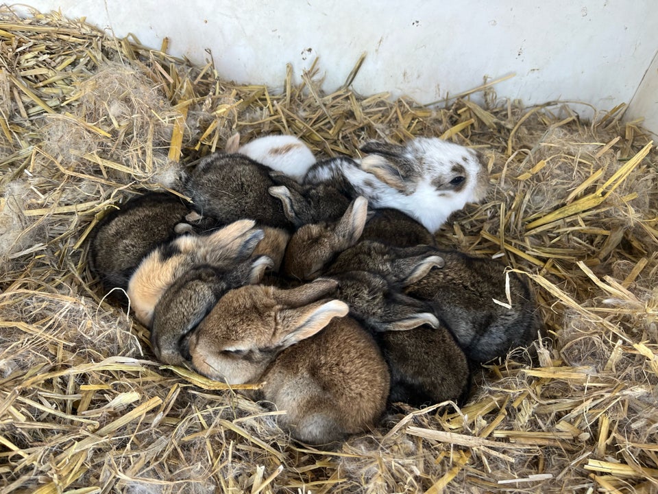 Kanin, Mix Fransk vædder og Belgisk