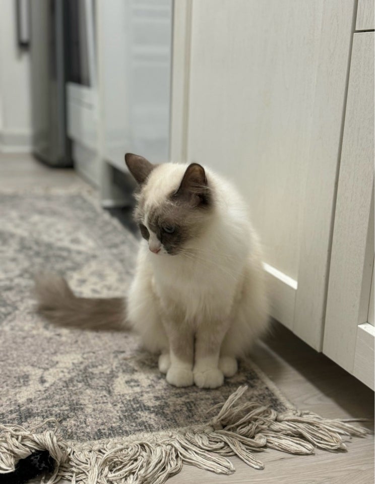 Ragdoll, hunkat, 12 mdr.