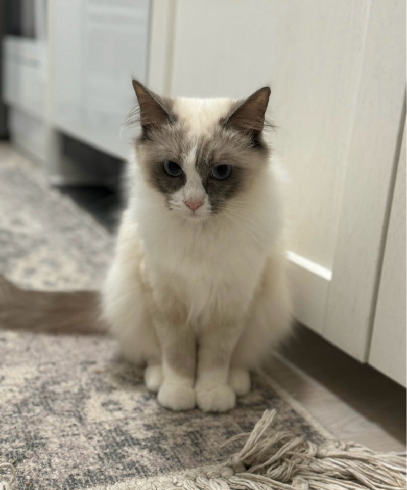 Ragdoll, hunkat, 12 mdr.