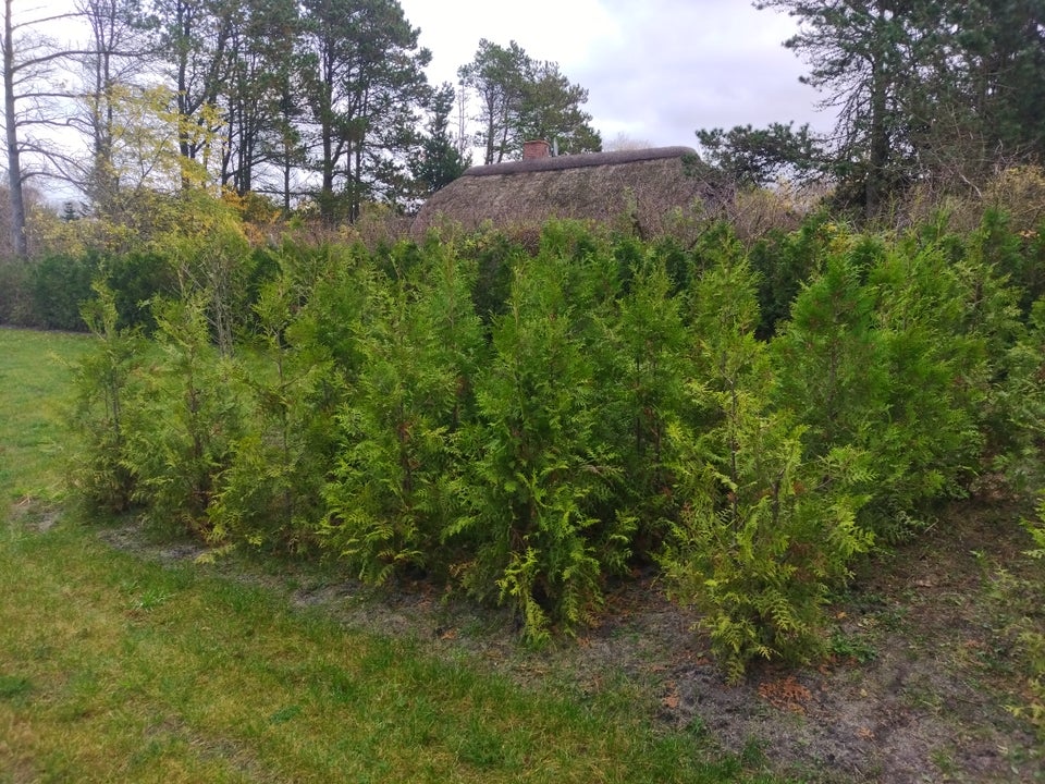 thuja , brabant